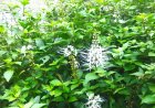 Kidney Tea Plants : An Alternative Treatment for Kidney Stones Without Surgery