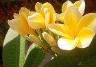 Plumeria: Not Only Beautiful Flowers , but The Bark is also Useful