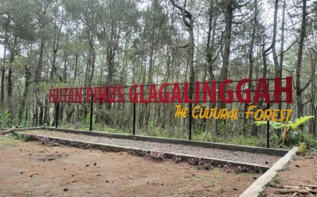 Pesona Hutan Pinus Glagalinggah: Surga Alam Tersembunyi di Bali
