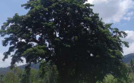Mitologi Kalpataru, pohon yang disucikan oleh para Dewa