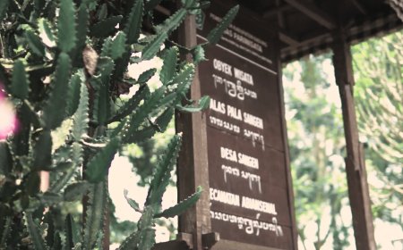 Alas Pala : Sebuah Narasi dan Energi Spiritual dari Kisah Pohon Berjalan
