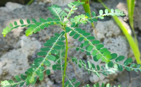 Meniran, Wild Plant with a Lot of Benefits for Human's Body
