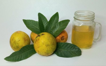 Guava Leaves Are an Effective Medicine for Diarrhea