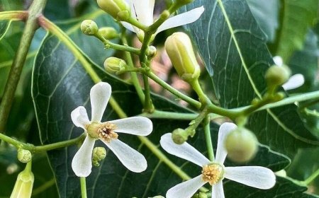 Intaran: Pohon Mujarab Penuh Khasiat Beserta Mitologinya