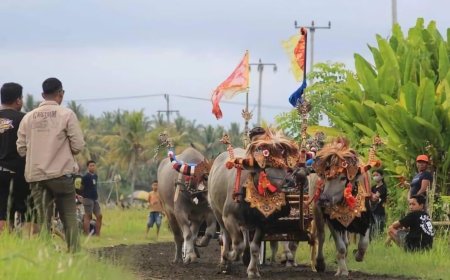 Tradisi Mekepung: Kesenangan dan Keanggunan Balap Kerbau Tradisional di Bali