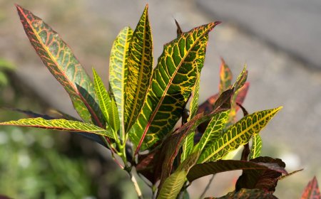 Plawa Leaf Sap, Effective Medicine for Minor Wounds