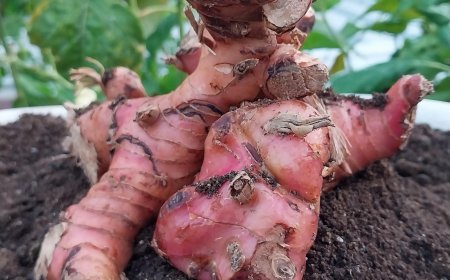 Isen, Balinese Usadha Complementary Ingredient with Various Benefits