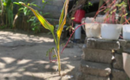 Menapaki Jejak Usadha Pengobatan Tradisional Bali