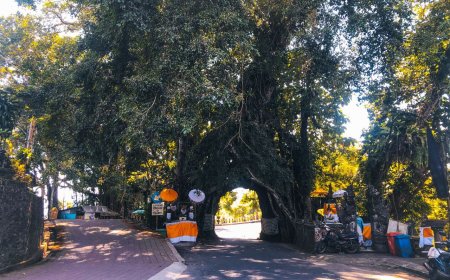 Discovering Natural Wonders in Bali: Bunut Bolong, the Unique Tree with a Mysterious Hole