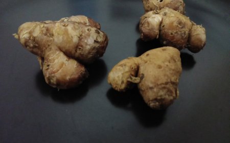 Discovering the Efficacy of Galangal as an Usadha Dalem Herb