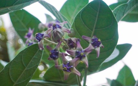 Madori: A Plant That Is Not Only Beautiful But Also Beneficial
