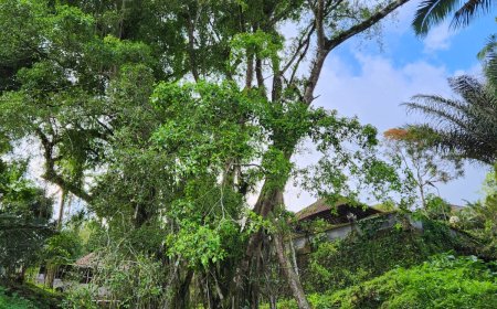 Pura Taman Beji Munduk Temu, Pupuan