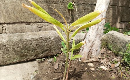 Gamongan: a Rhizome Plant That Has Many Health Benefits