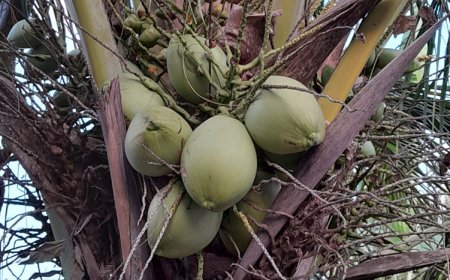 Usada Buduh, untuk mengobati penyakit kejiwaan?!