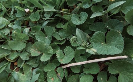 Daun Piduh: Embracing Balinese Wisdom in Traditional Medicine