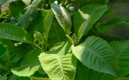 Manfaat Daun Sembung Sebagai Obat Panas Dan Malaria