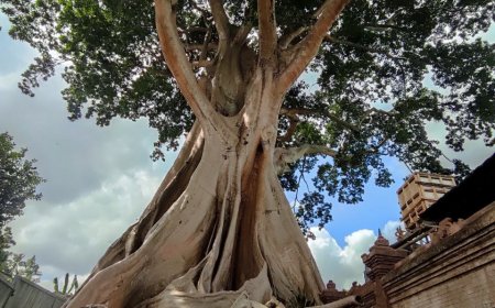 Haunted! The 700 Year Old Giant Eucalyptus Tree is said to often Sing the Sound of Gambelan Gender
