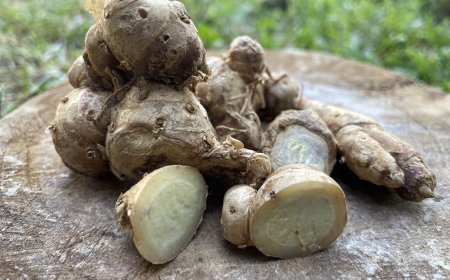 Cekuh, Rempah Ajaib Penangkal Penyakit dalam Lontar Usadha Mala