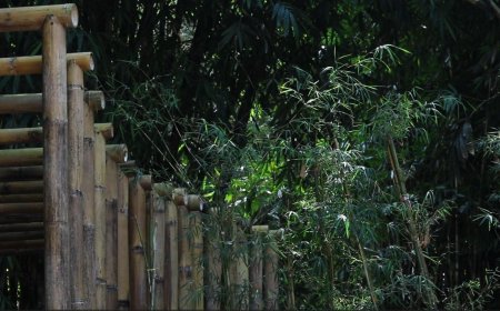Kearifan Hutan Bambu Sakral di Desa Penglipuran
