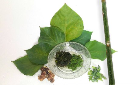 Pohon Dadap, Dikenal Sebagai Kayu Sakti Karena Sejuta Manfaatnya