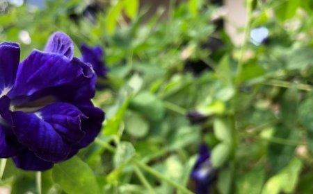 Medical and herbal uses of the flower : health benefits you may not know yet