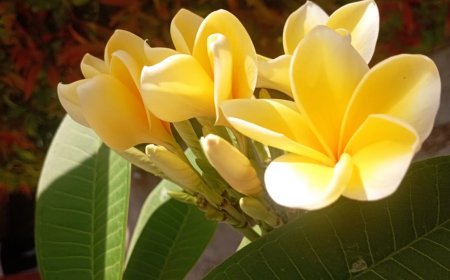 Plumeria: Not Only Beautiful Flowers , but The Bark is also Useful