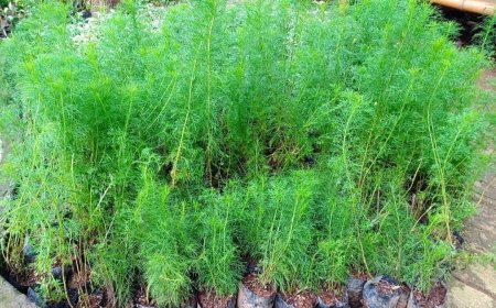 Manjurnya Tanaman Adas Sebagai Obat Herbal Masyarakat Tradisional Bali