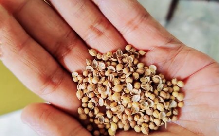 Coriander Seeds: Culinary Spice and Remedy for Mental Illness