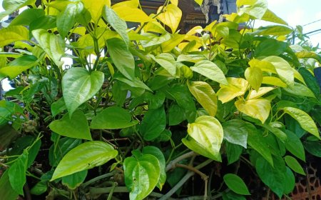 Penggunaan Daun Sirih Dalam Usadha Bali