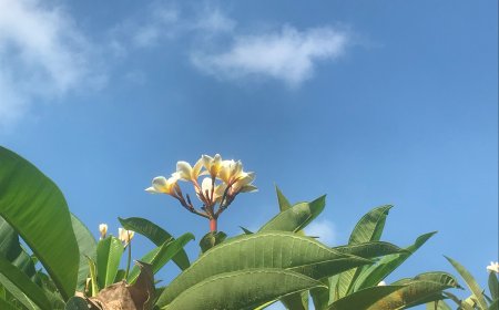 Behind the Beauty of The Frangipani Tree, It has Many Benefits