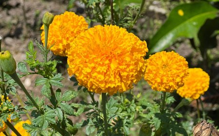 Gemitir : Medicinal Plants High-Efficacy for Boosting the Immune System