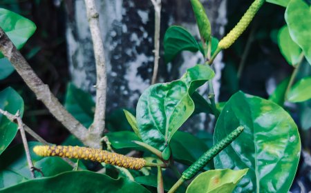 Tabia Bun, Rahasia Penyembuhan Epilepsi dari Kekayaan Alam Bali yang Tersembunyi