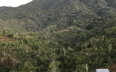 The Twin Trees of Mount Chess: The Myth and Magic Behind Bali's Natural Beauty