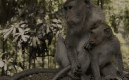 Wenara Wana Sacred Mandala: A Sacred Animal Conservation Site