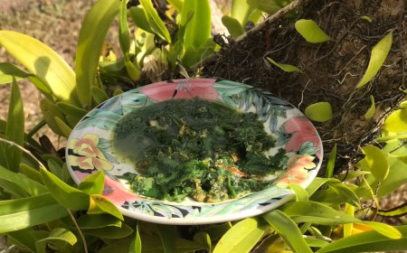 Tuba Jenu Leaves: Traditional Medicinal Ingredient Trusted for Treating Tiwang Mang Disease