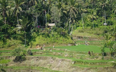 Ceking, Tegalalang, offers a beautiful side of Bali's Terraces.