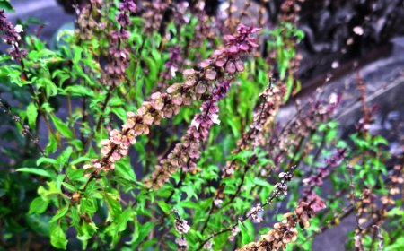 Selasih : Basil Plant with many Health Benefits