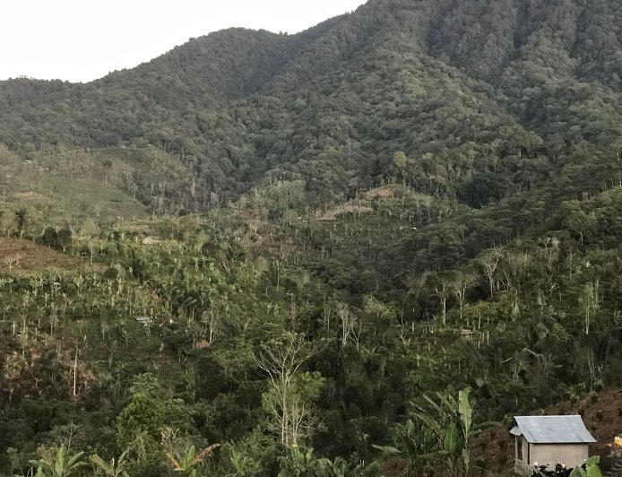 Pohon Kembar Gunung Catur: Mitos dan Magis di Balik Keindahan Alam Bali
