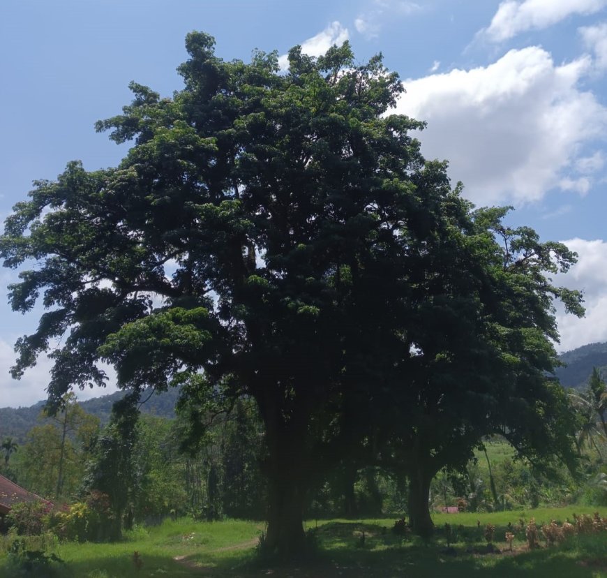 Kalpataru Mythology, the sacred tree sanctified by the Gods.