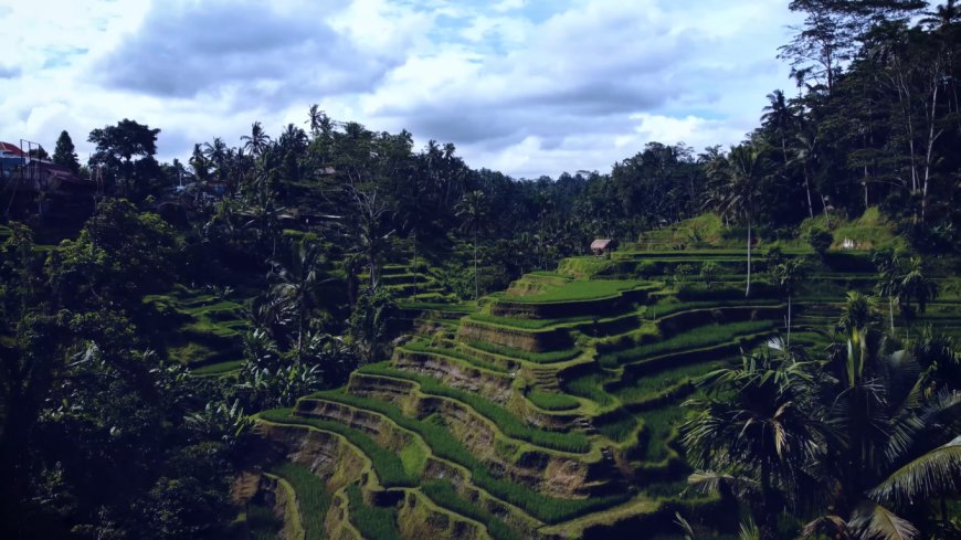 Subak, sebuah Warisan Budaya UNESCO: Manifestasi Harmoni antara Alam, Petani, dan Yang Ilahi