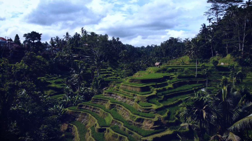 Subak, a UNESCO Cultural Heritage: Embodiment of Harmony Among Nature, Farmers, and the Divine