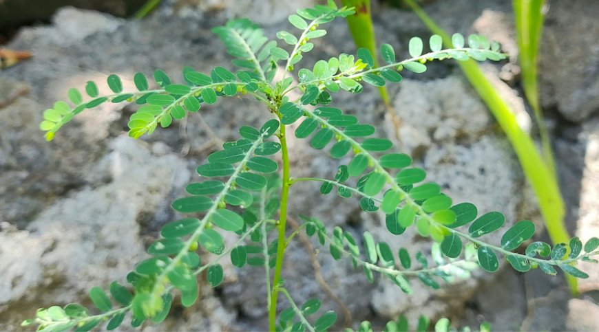 Meniran, Wild Plant with a Lot of Benefits for Human's Body