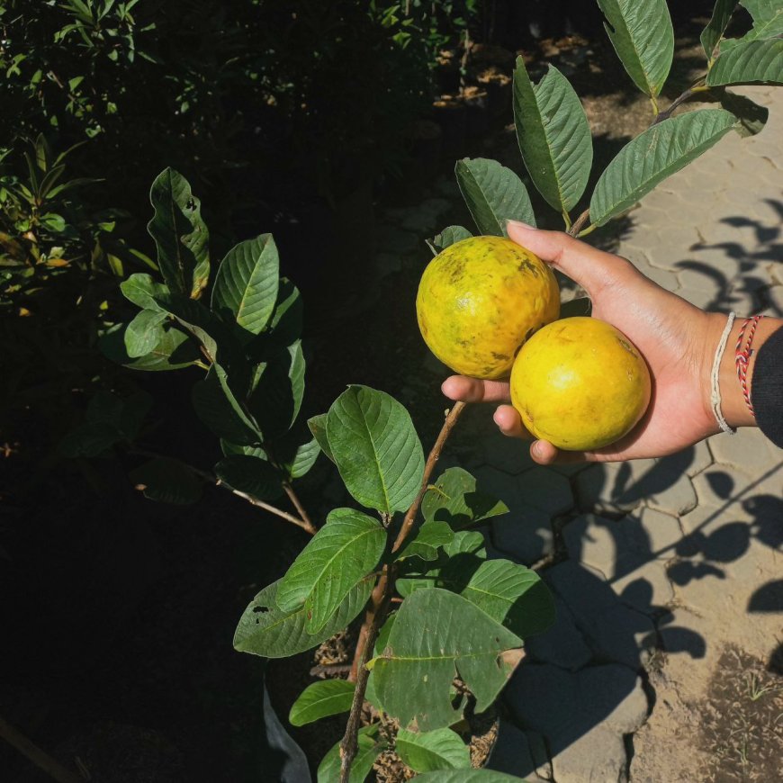 Guava Leaves Are an Effective Medicine for Diarrhea
