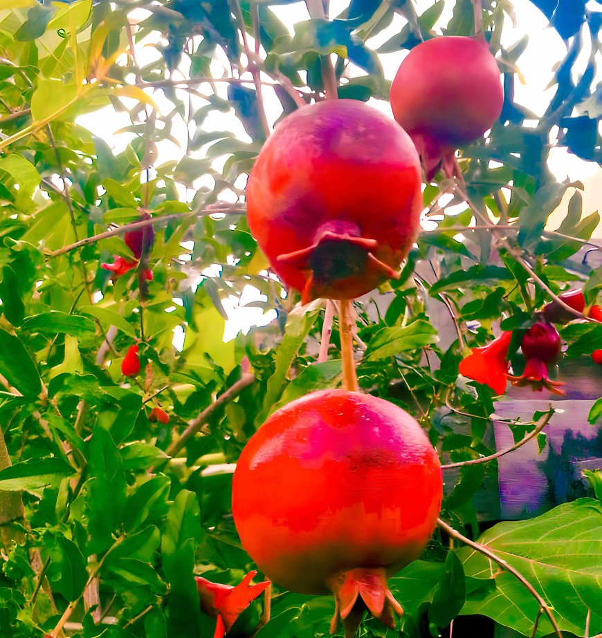 Rediscovering the Wonders of Nature: Pomegranate as Traditional Herbal Medicine