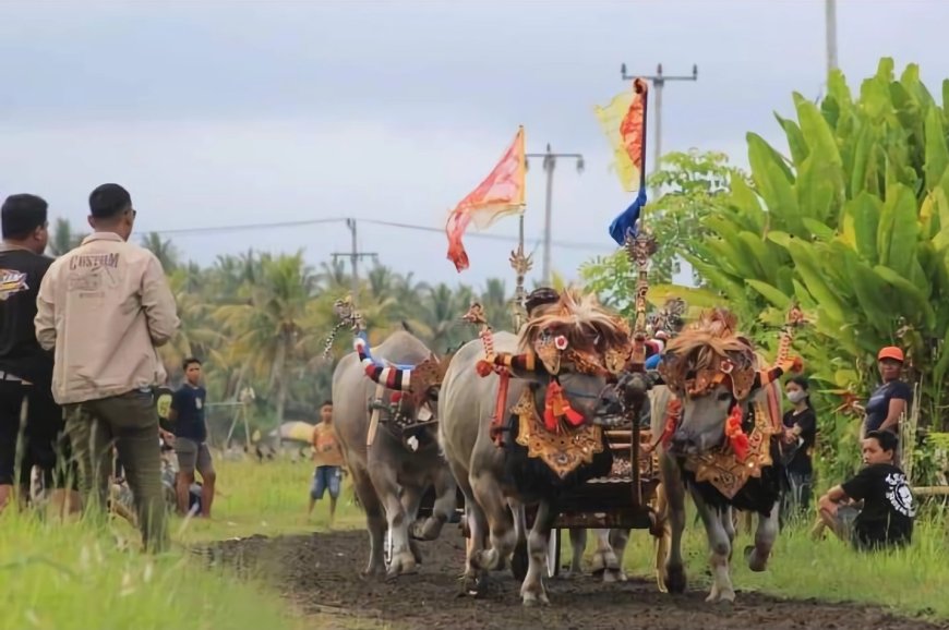 Tradisi Mekepung: Kesenangan dan Keanggunan Balap Kerbau Tradisional di Bali