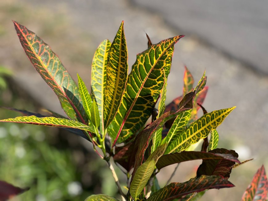 Plawa Leaf Sap, Effective Medicine for Minor Wounds