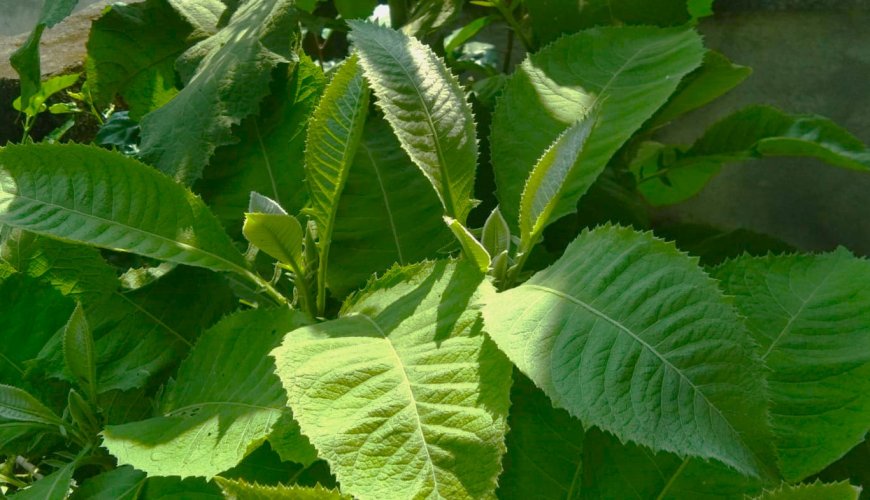 Benefits of Sembung Leaves as a Medicine for Heat and Malaria