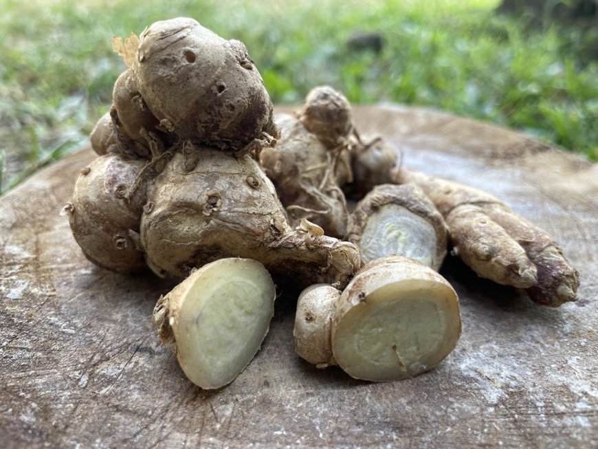 Cekuh, Magical Spice for Overcoming Disease in Lontar Usadha Mala