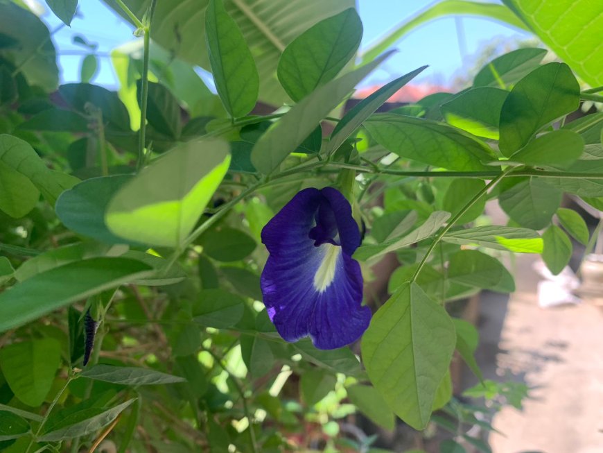 Butterfly Pea Flower: Rich in Antioxidants with High Efficacy for Eye Health