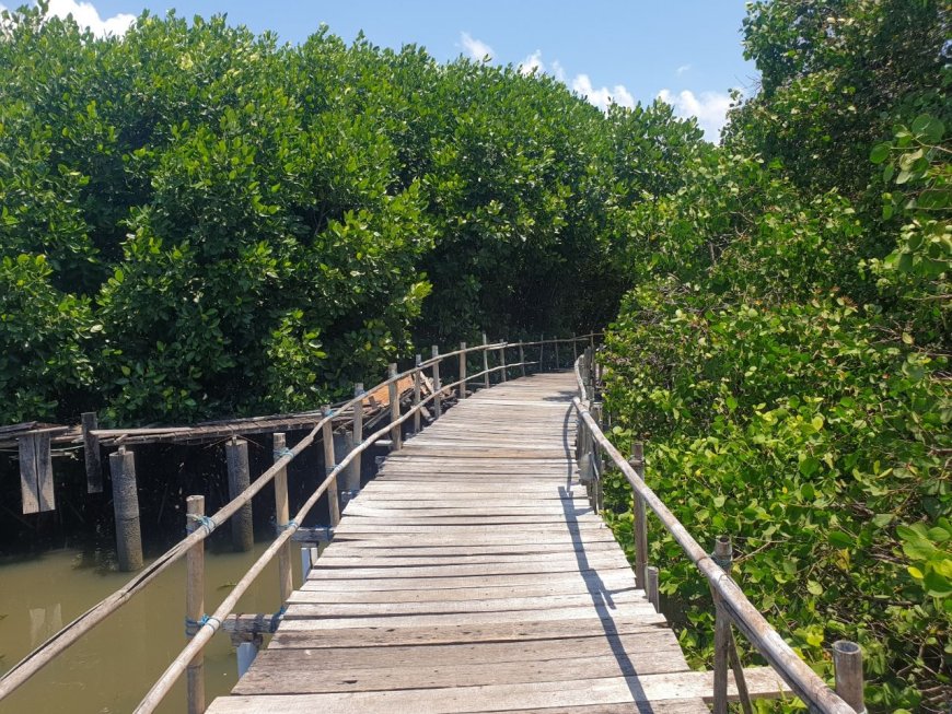 Explore the Peson Wood Trail in the Mangrove Forests of the Island of the Gods